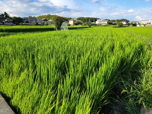 8月5日、夕立後の田んぼ