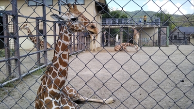 京都大学高大連携プロジェクト「野生動物初歩実習」